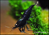 th_10208_black_tiger_shrimp_122_227lo.jpg